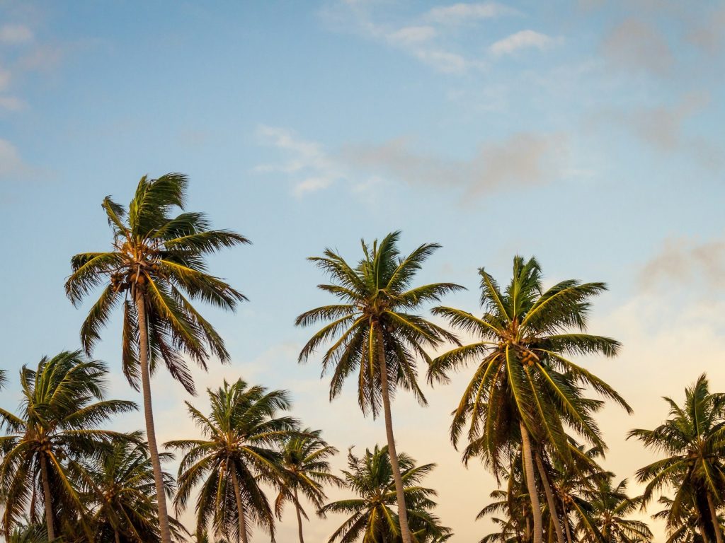 palm trees and sunshine by thomas-lefebvre-from-unsplash